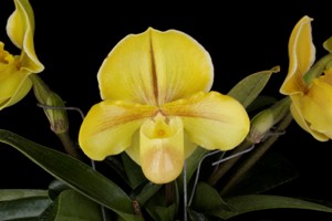 Paph. In-Charm Topaz 'Fuerte' AM 81 pts.